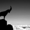 capricorn