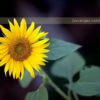 girasole