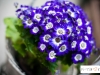 eksi-maya-ekmek-0439