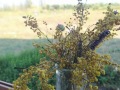 IMG_20210707_081747